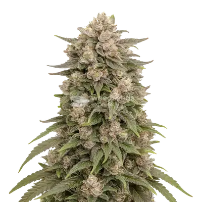 Tropicana Cherry cannabis seeds