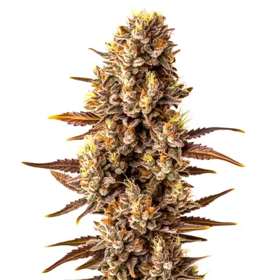 Tropicana Cookies Fast Version cannabis seeds