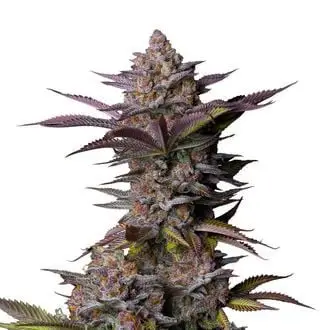 Tropicana Cookies FF cannabis seeds by Fastbuds