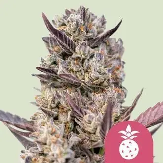 Tropicana Cookies Purple cannabis seeds