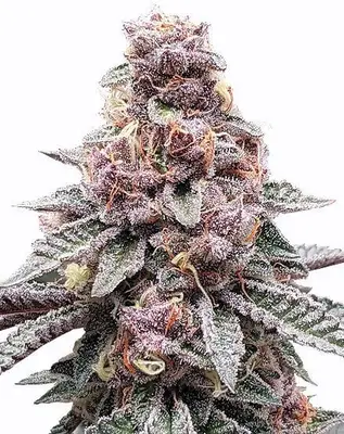 Tropicana Cookies cannabis seeds