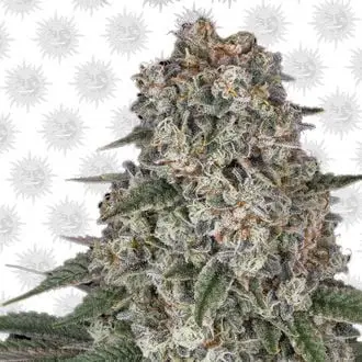 Tropicanna Banana cannabis seeds