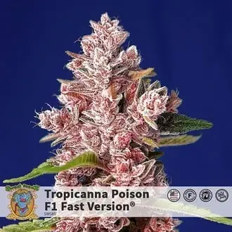 Tropicanna Poison - F1 Fast Version cannabis seeds by Sweet Seeds