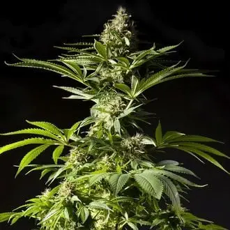 Tropimango cannabis seeds
