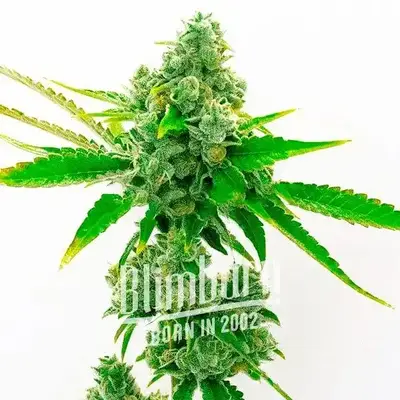 True OG cannabis seeds by Blimburn Seeds
