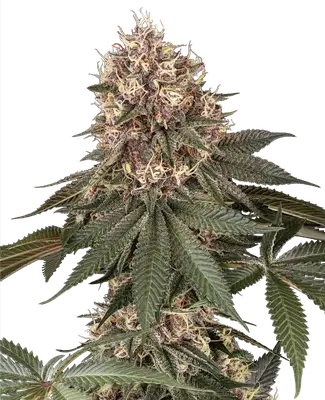 Tsarina cannabis seeds