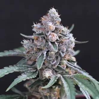 Turbo Junky cannabis seeds