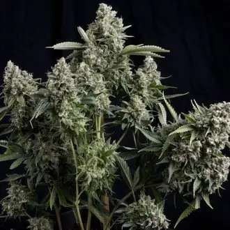 Tutankhamon cannabis seeds by Pyramid Seeds