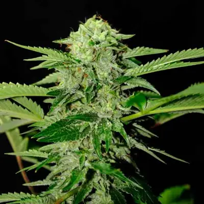 Txees Bilbo cannabis seeds