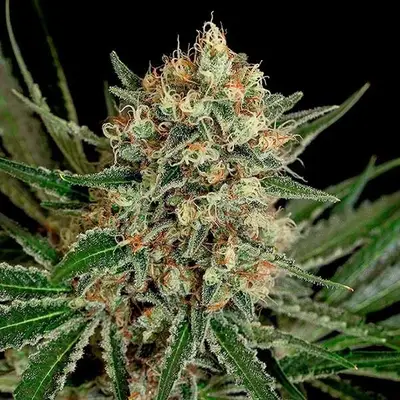 Txerri Bilbo Haze cannabis seeds