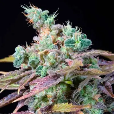 Txomango cannabis seeds