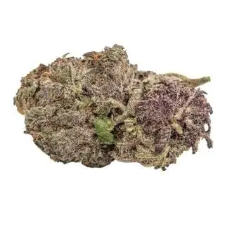 Ultra Violet GMO cannabis seeds by Growers Choice