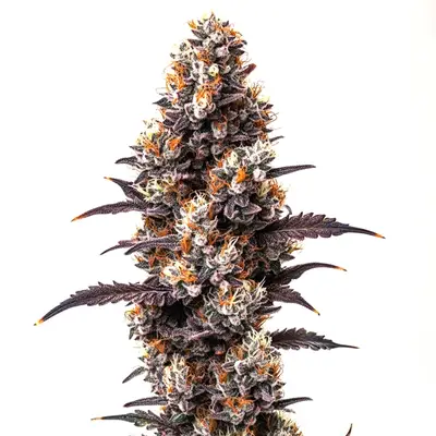 Ultra Violet OG cannabis seeds by Blimburn Seeds