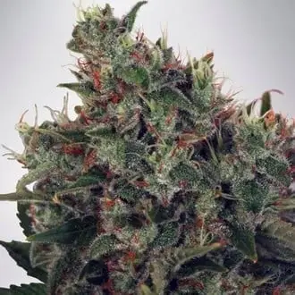 Ultra White Amnesia cannabis seeds by Ministry of Cannabis