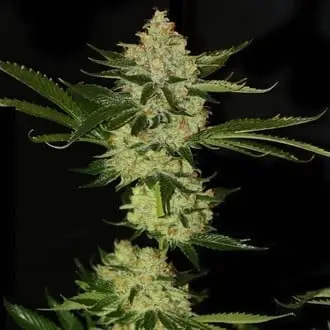 UnderDawg OG cannabis seeds