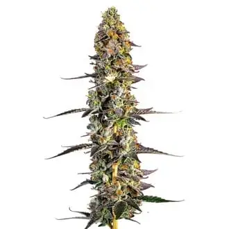 Unicorn Wagyu cannabis seeds