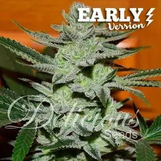 Unknown Kush - Early Version cannabis seeds