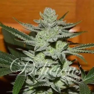 Unknown Kush cannabis seeds by Delicious Seeds