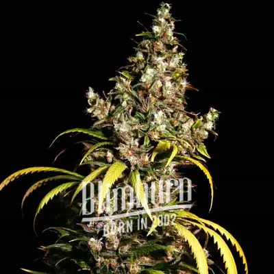 Uzbekistan x Do-Si-Dos cannabis seeds by Blimburn Seeds