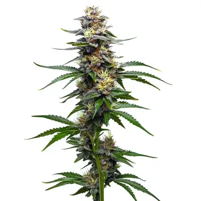 Vanilla Frosting cannabis seeds by Blimburn Seeds