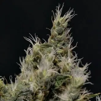 Vanilla Haze cannabis seeds
