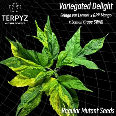 Variegated Delight cannabis seeds