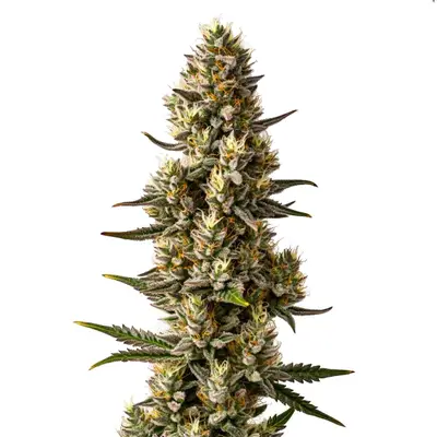 Velvet Lushers cannabis seeds