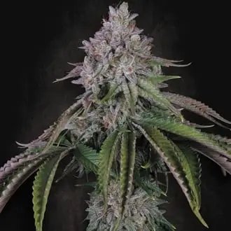 Velvet Mist cannabis seeds by Paradise Seeds