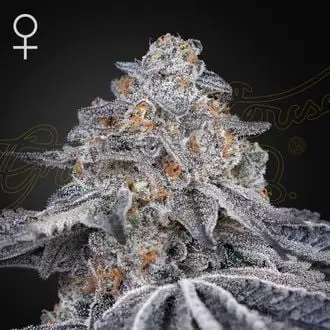 Velvet Moon cannabis seeds by Greenhouse Seeds