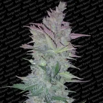 Vertigo cannabis seeds by Paradise Seeds