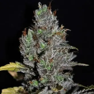 Viagrra cannabis seeds by VIP Seeds