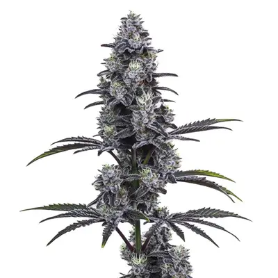 Vice City cannabis seeds by Blimburn Seeds