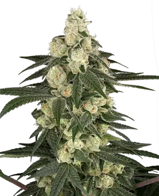 Vienna Cotta cannabis seeds