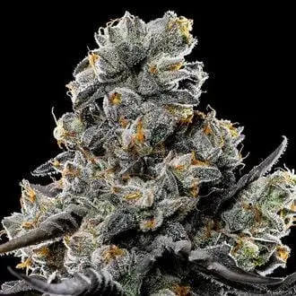 Violet Face cannabis seeds