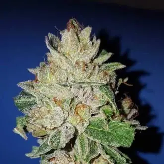 Violet Kush cannabis seeds by Garden of Green