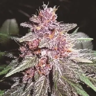 Violeta cannabis seeds by ACE Seeds