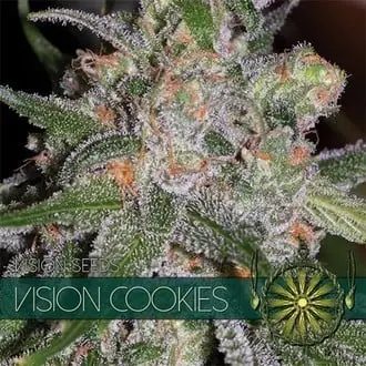 Vision Cookies cannabis seeds by Vision Seeds