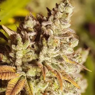Vision Gorilla cannabis seeds by Vision Seeds