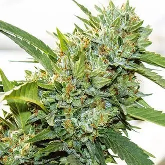 Vision Kosher cannabis seeds by Vision Seeds