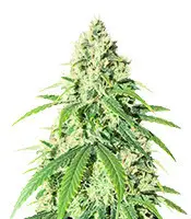 Vitality cannabis seeds