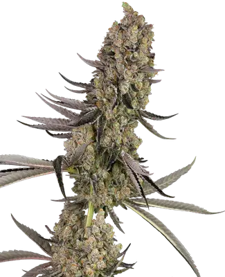 Vlad the Inhaler cannabis seeds
