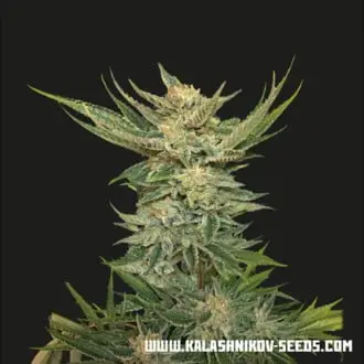Vodka Lemon cannabis seeds by Kalashnikov Seeds