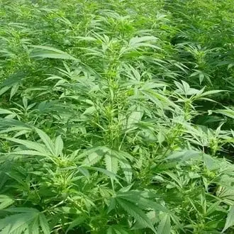 Walkabout cannabis seeds by Mr. Nice
