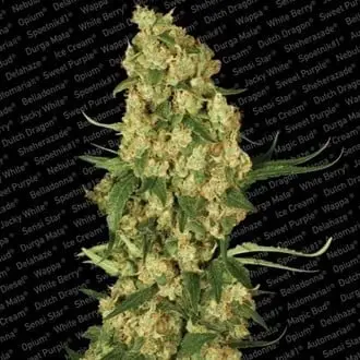 Wappa cannabis seeds by Paradise Seeds