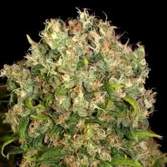 Warlock cannabis seeds by Serious Seeds