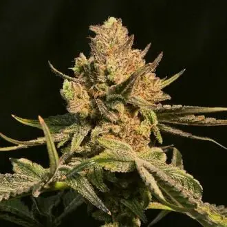 Washing Machine cannabis seeds by Ripper Seeds
