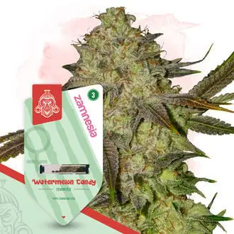 Watermelon Candy cannabis seeds by Zamnesia Seeds