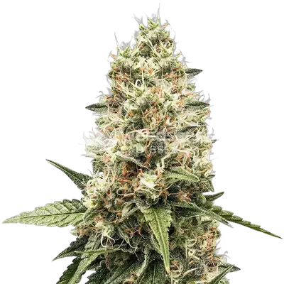 Watermelon Gelato cannabis seeds