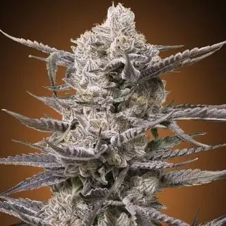 Watermelon OG cannabis seeds by Advanced Seeds