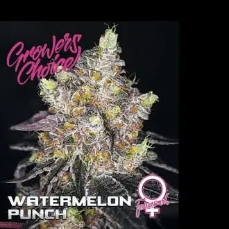 Watermelon Punch cannabis seeds by Growers Choice